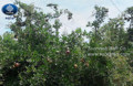 Installing shade net for pomegranate tree