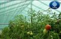 افزایش 50 درصدی محصول گوجه فرنگی با استفاده از توری سایبان (شید گلخانه)