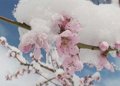 سرمازدگی - قسمت دوم سرمازدگی - قسمت دوم