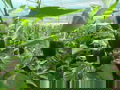 The Significant Impact of Shade Net on Sweet Pepper Cultivation The Significant Impact of Shade Net on Sweet Pepper Cultivation
