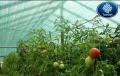 Improve in tomato cultivation by using shade net
