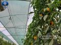 کاربرد پوششهای محافظتی (توری سایبان) در تولید محصولات باغبانی - قسمت اول