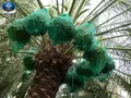 کیسه خرما کیسه خرما