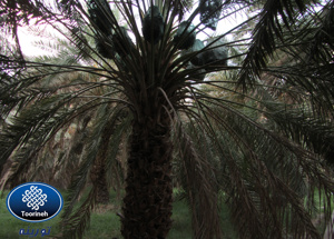 الصورة رقم 4 الصورة رقم 4