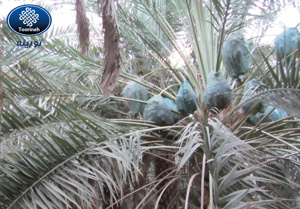 الصورة رقم 5 الصورة رقم 5