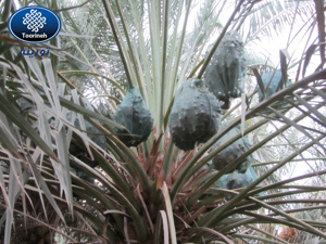 الصورة رقم 3 الصورة رقم 3