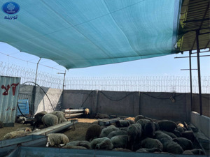 الصورة رقم 22 الصورة رقم 22