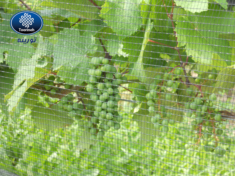 معرفی توری ضد پرنده (Anti Bird net)