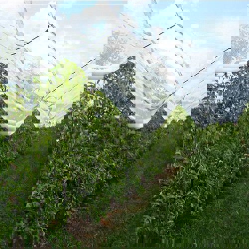 تگرگ و آسیبهای آن