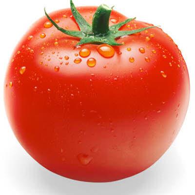 کشت گوجه فرنگی - بخش دوم