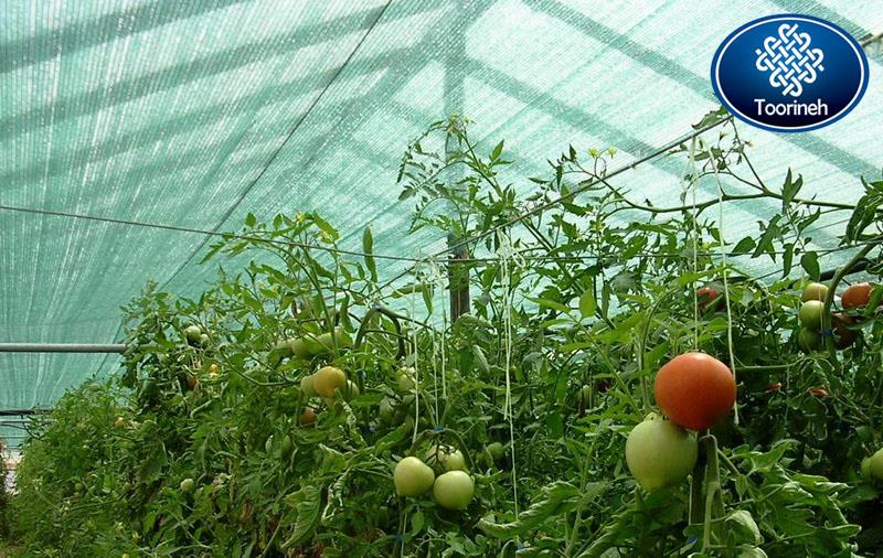 Shade net for tomato cultivation