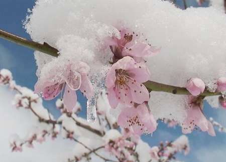 سرما‌زدگی - قسمت دوم