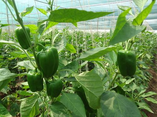 The Significant Impact of Shade Net on Sweet Pepper Cultivation