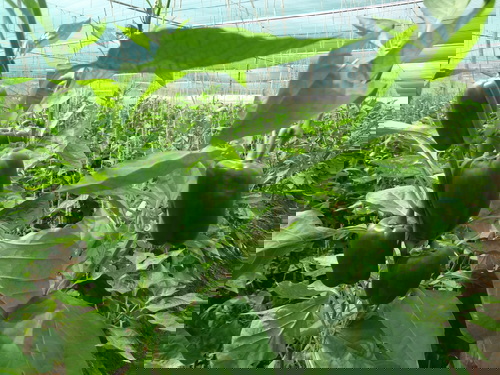 The Significant Impact of Shade Net on Sweet Pepper Cultivation