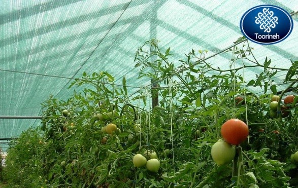 Improve in tomato cultivation by using shade net