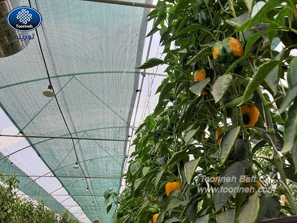 کاربرد پوششهای محافظتی (توری سایبان) در تولید محصولات باغبانی - قسمت اول