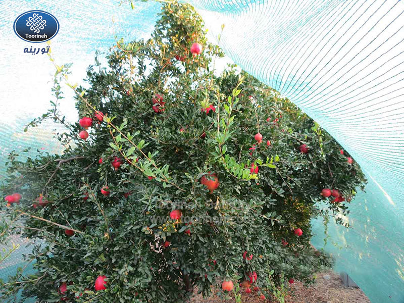 Protective nets (Shade nets) in horticultural productions - part 1