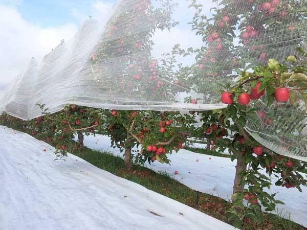 تأثیر توری سایبان محافظ (شید گلخانه و ضدتگرگ) بر فیزیولوژی درخت و کیفیت میوه سیب 