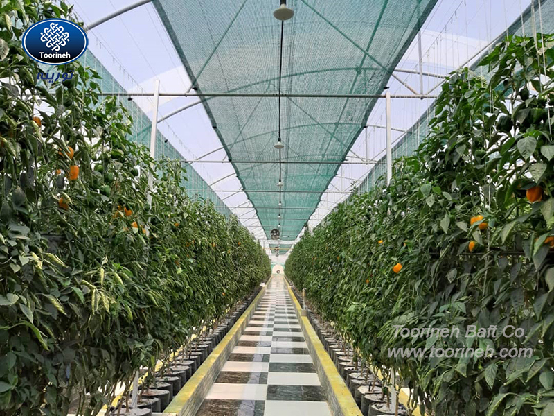 Исследование объемов производства сладкого перца под прикрытием затеняющих сеток разного цвета