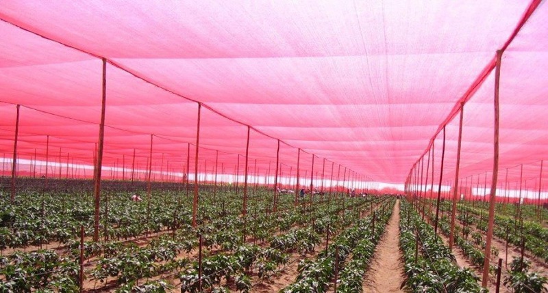 Влияние затеняющей сетки красного цвета на выращивание растений и фруктов