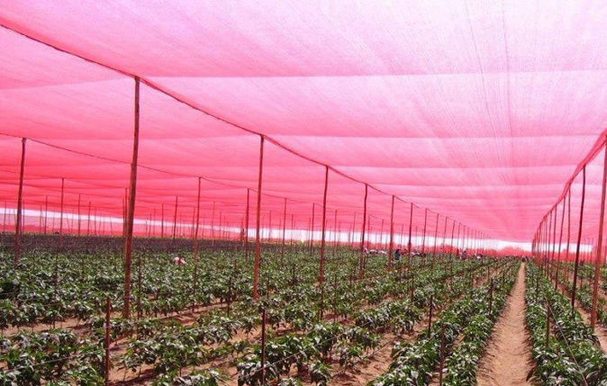 Red shade net for greenhouse and trees