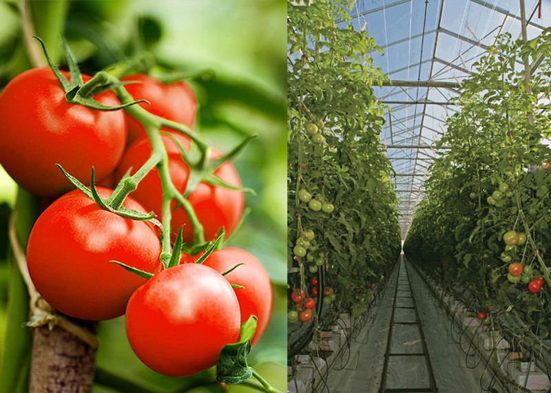 Значительное влияние затеняющей сетки на выращивание томатов