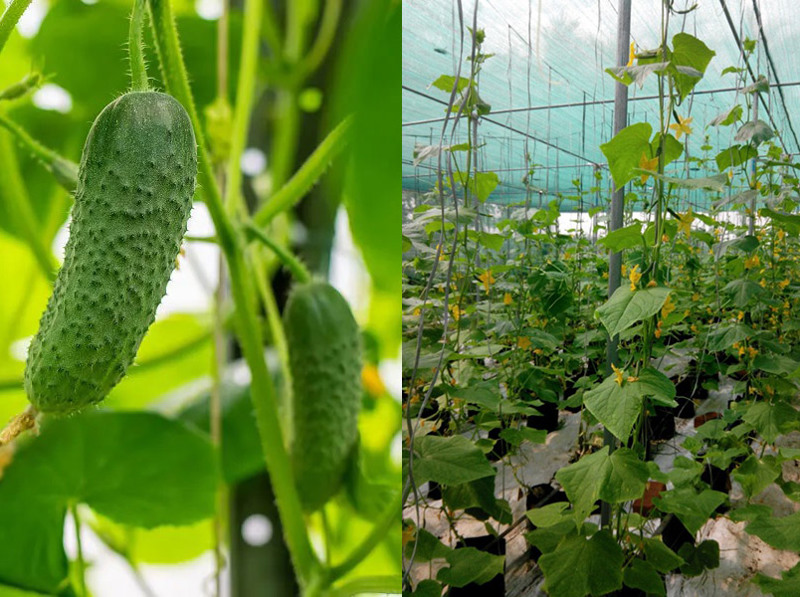Значительное увеличение урожайности при выращивании огурцов под затеняющей сеткой