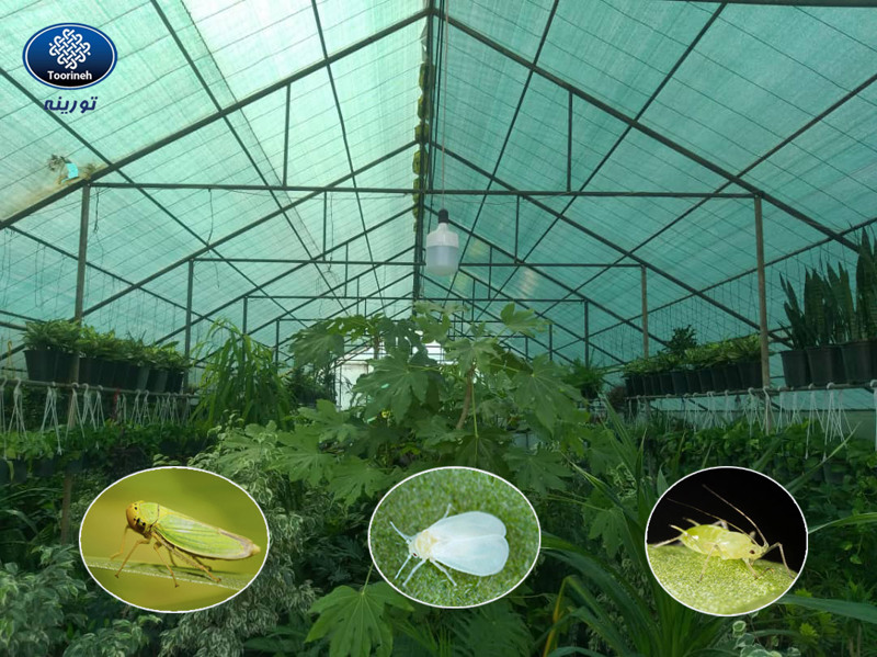 How Shade Nets Help Reduce Pest Damage in Farms and Cultivation Areas
