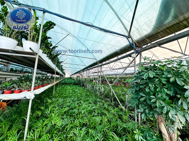 Why Shade Net Is Essential for Protecting Seedlings and Ornamental Plants During Cold Seasons