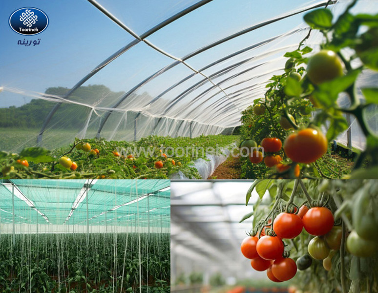 Choosing the Right Shade Net for Tomato Cultivation: Green or White? 30% or 50%?