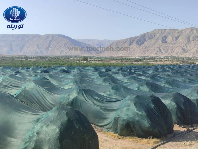 نقش توری شید در کاهش خسارت برگریزی و وزش بادهای پاییزی در باغات میوه