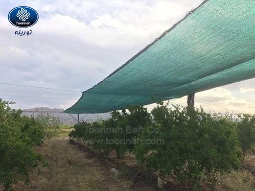اجرای بزرگترین پروژه نصب توری سایبان برای باغ انار در کشور