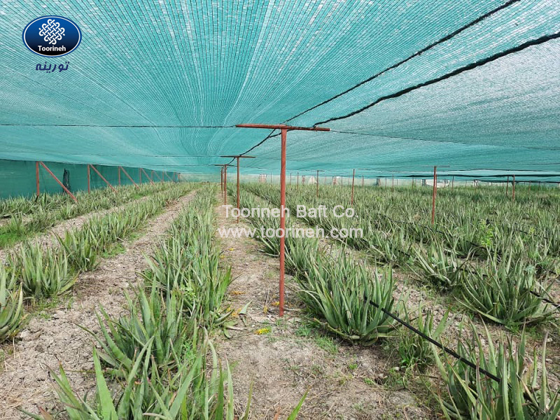 Shade net for aloe vera