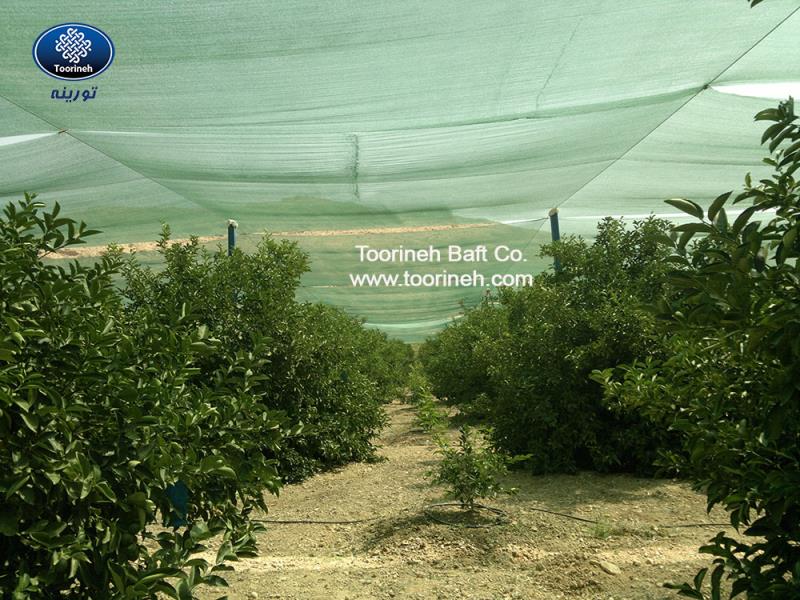 افزایش 40 درصدی کیفیت میوه با استفاده از توری سایبان در باغات