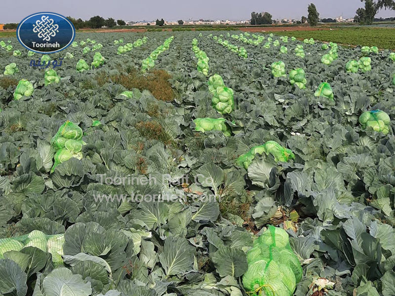 کیسه توری کلم تورینه بافت، گزینهای مناسب برای بستهبندی و حمل و نقل کلم