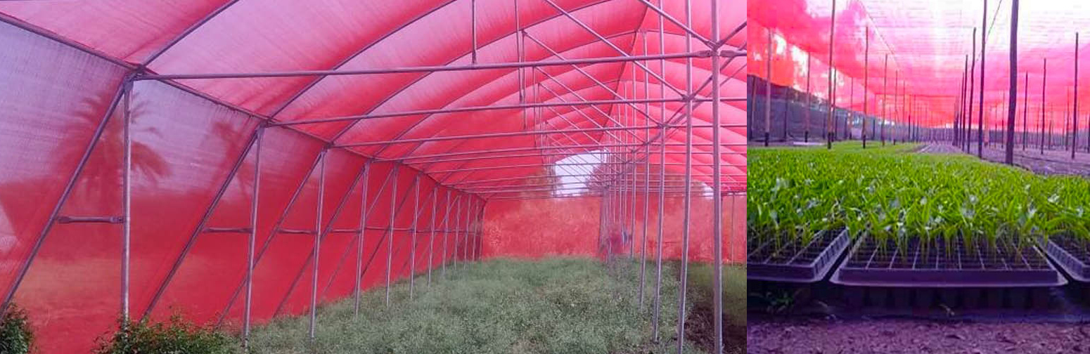 red shade net