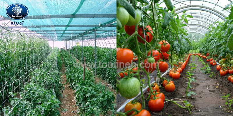 توری سایبان گوجه فرنگی