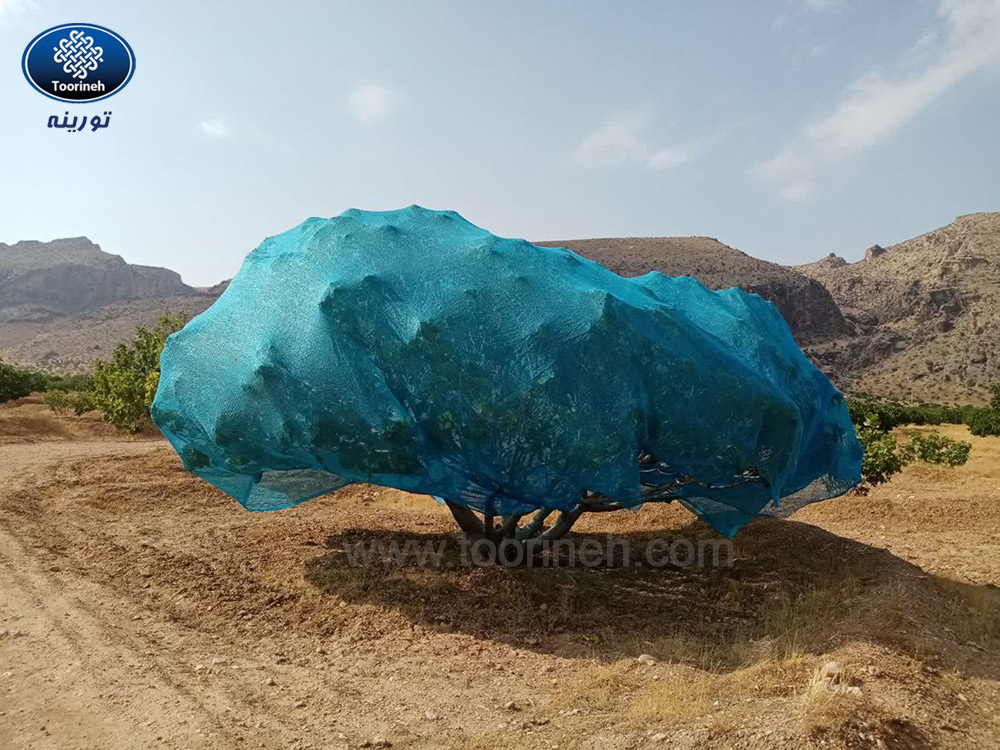 توری سایبان انجیر