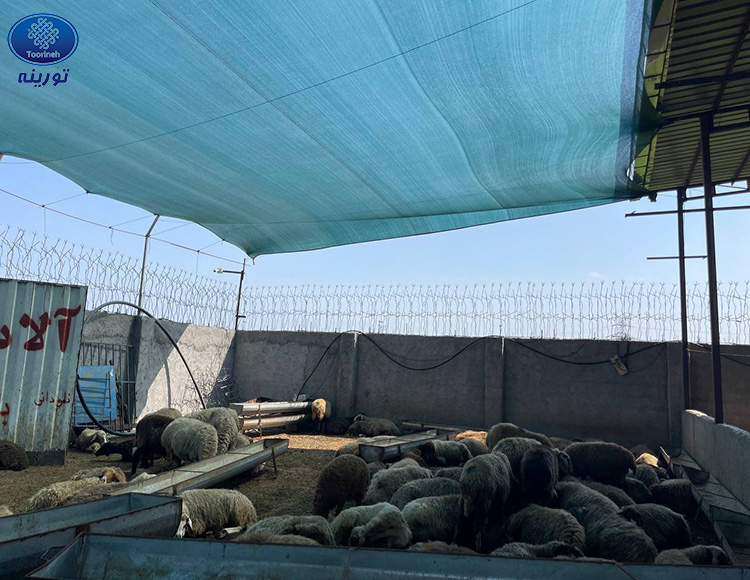 توری سایبان